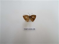 藏品(黑星灰蝶)的圖片